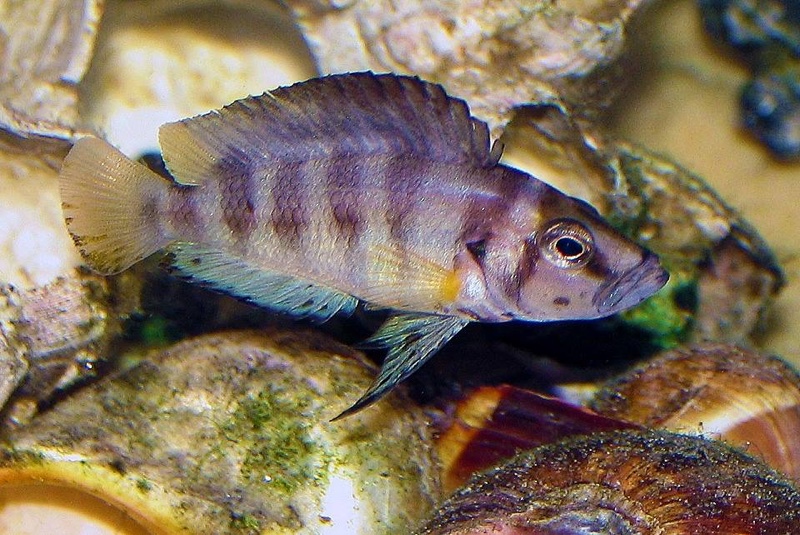 Altolamprologus sp. 'compressiceps shell' Sumbu